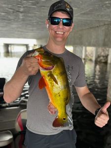 Fish-Species
