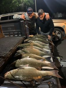 Two anglers with a wiper and striped bass catch in Leesburg