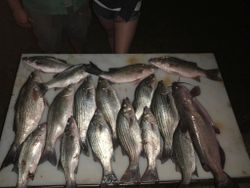 13 white catfish, wiper, and striped bass caught in Leesburg