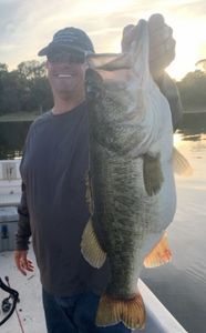 Largemouth Bass caught in Leesburg