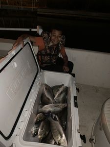 Two striped bass caught while fishing in FL
