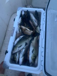 Two striped bass caught fishing in Leesburg