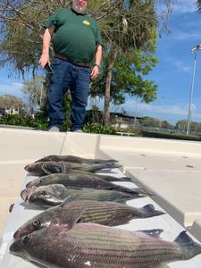 Striped bass fishing in Leesburg