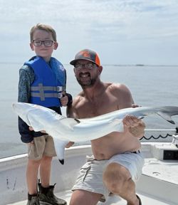 A single Atlantic Sharpnose Shark in Biloxi