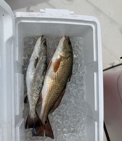 Two spotted weakfish and redfish caught in Biloxi