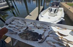 Two tripletail fish caught in MS
