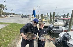 Sheepshead and black drum fish caught fishing in MS