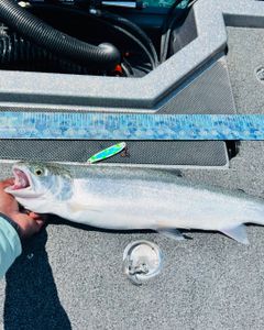 Bull Trout fishing in Huron