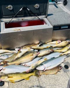 Five coho salmon caught during a fishing trip in Huron