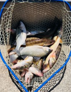 Four white bass fish caught in Huron