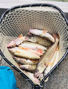 4 fish caught while fishing in OH
