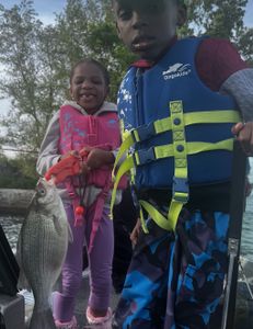 White Bass caught fishing in Huron