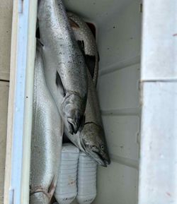 Chinook Salmon caught while fishing in St. Catharines