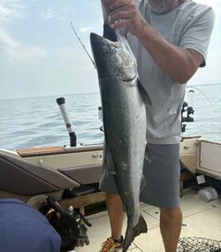 Chinook Salmon caught while fishing in St. Catharines