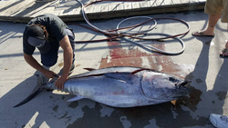 Blackfin tuna fishing in Wanchese