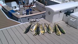 Mahi Mahi from Florida