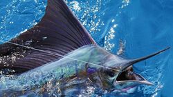Sailfish Say Cheese! Fishing Fun in Jupiter, FL 