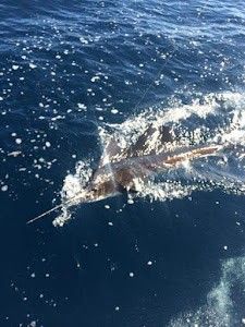 Fishing in Jupiter, the best location for great outdoors adventures.