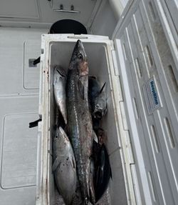 Two king mackerel and great barracuda fish swimming in the waters of Jupiter
