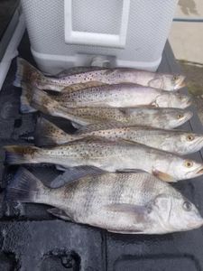 Four black drum and spotted weakfish caught at Bolivar Peninsula