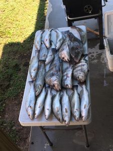 9 black drum fish in TX