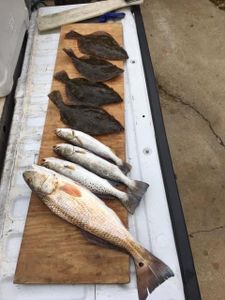 Three fish caught on Bolivar Peninsula