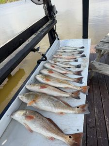 Impressive Redfish and Speckled Trout Haul