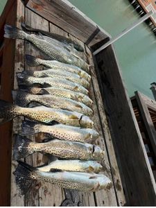 Loaded Speckled Trout Haul