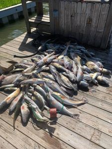 Bountiful catch today at Port Isabel. TX
