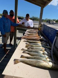 Fish-Species