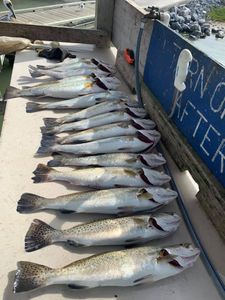 Port Isabel's trout hotspot.