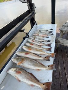 Fresh caught redfish displayed in cooler on fishing boat in Port Isabel TX