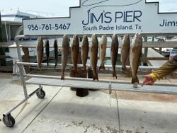 Nine redfish hanging on cleaning rack at Jim's Pier in Port Isabel TX after successful fishing trip
