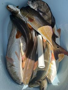 Two redfish caught while fishing in TX