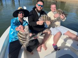 4 sheepshead fish caught fishing in St. Augustine