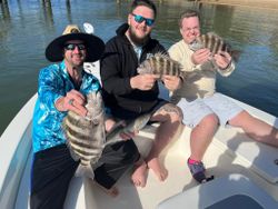 Sheepshead in St. Augustine, FL