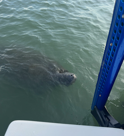 Manatees in Saint Augustine