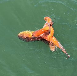 Adult Octopus Caught accidentally in St Augustine