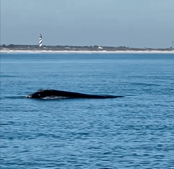 Spotted a Right Whale off of St Augustin Inlet!