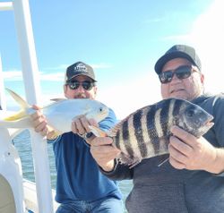 Sheepshead fish caught while fishing in St. Augustine