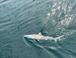 Caught a Dusky Shark in St Augustine 