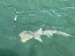 Clear skies and heavy tackle: the perfect recipe for an epic day on the water!