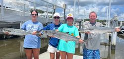 Three king mackerel, 36 inches, caught while fishing in St. Augustine