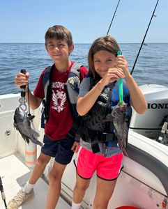 Black Sea Bass: Catch Success