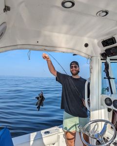 A single black drum fish caught while fishing in New Jersey