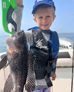 Photograph of a Sea Bass caught by a fisherman in Middletown Township