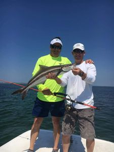 Nice Cobia Caught in Florida