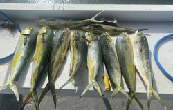 7 Great Barracuda and Cero Mackerel fish in FL