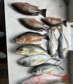 10 grey snapper and blue runner fish in FL waters
