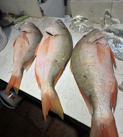 Three fish caught in FL during cruises, fishing, and tours
